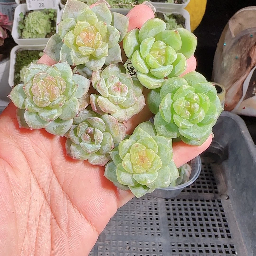 0814---59糖心珍妮