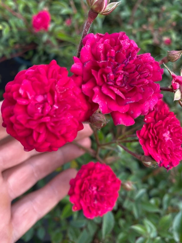 默默姐新品多季开花藤本抗病强丰花花园庭院玫瑰盆栽地栽月季大苗