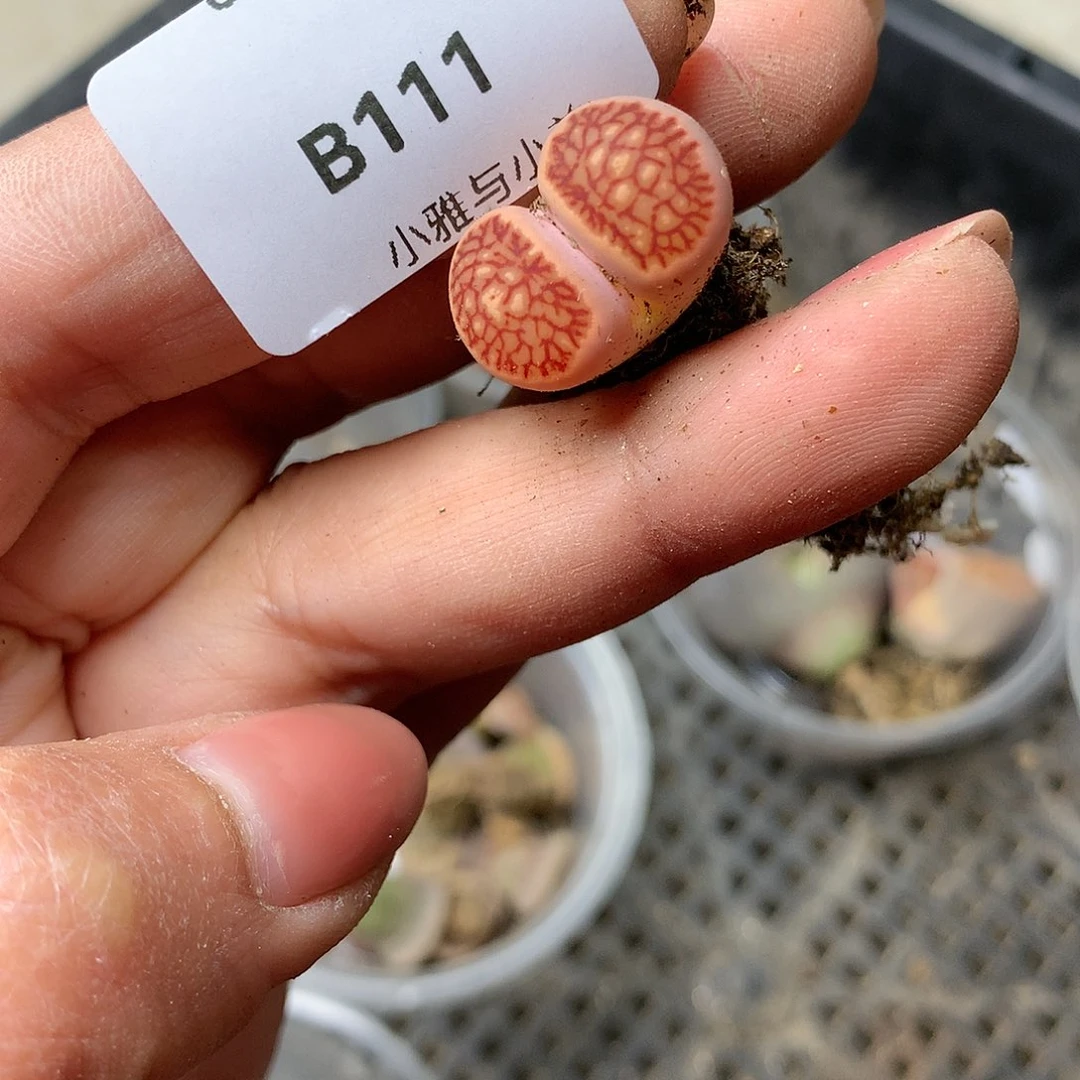 B111多肉植物保护研究所