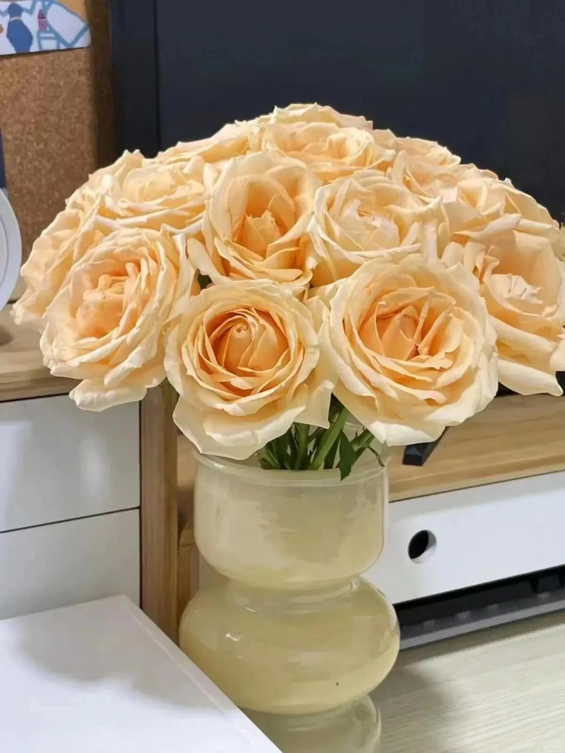 香槟玫瑰鲜花云南基地直发