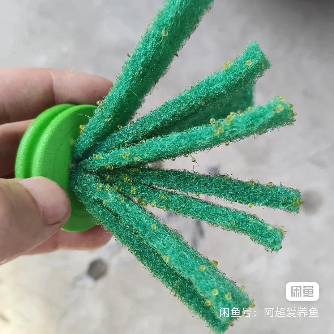 天使之翼鱼卵20+5