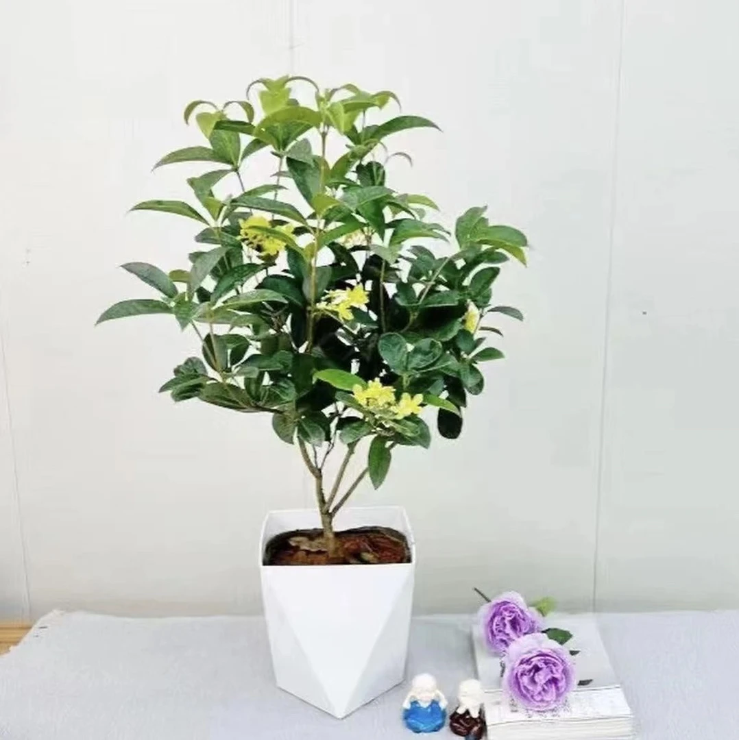 1 四季桂花盆栽浓香型耐寒适合室内外阳台庭院种植花卉 当月开花