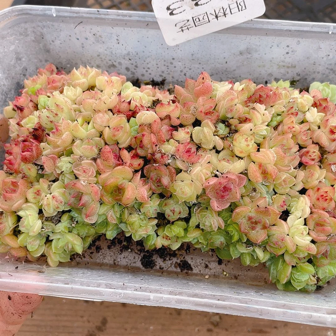 多肉植物多肉植物633