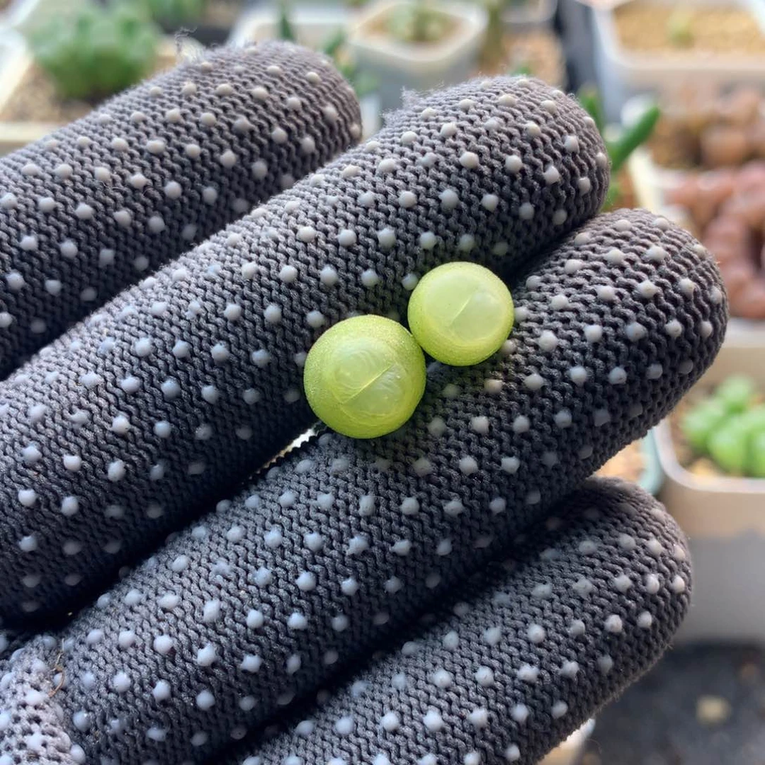 776大王拉登两颗