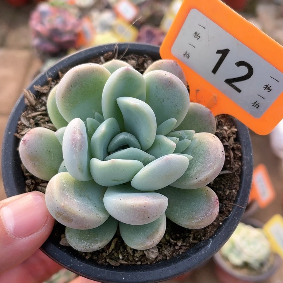 【闪购商品】12号冰玉杂美人