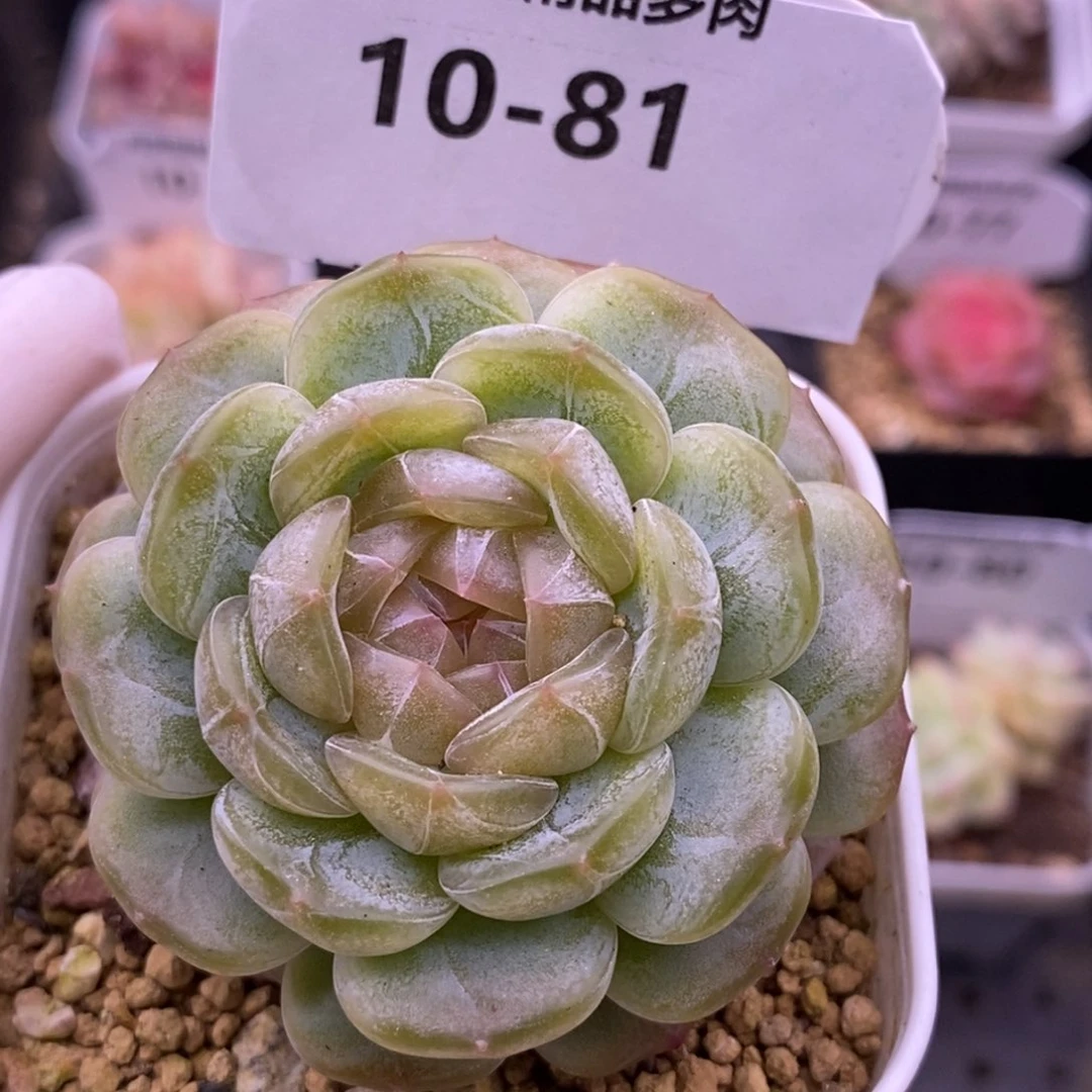 【闪购商品】10-81白恋