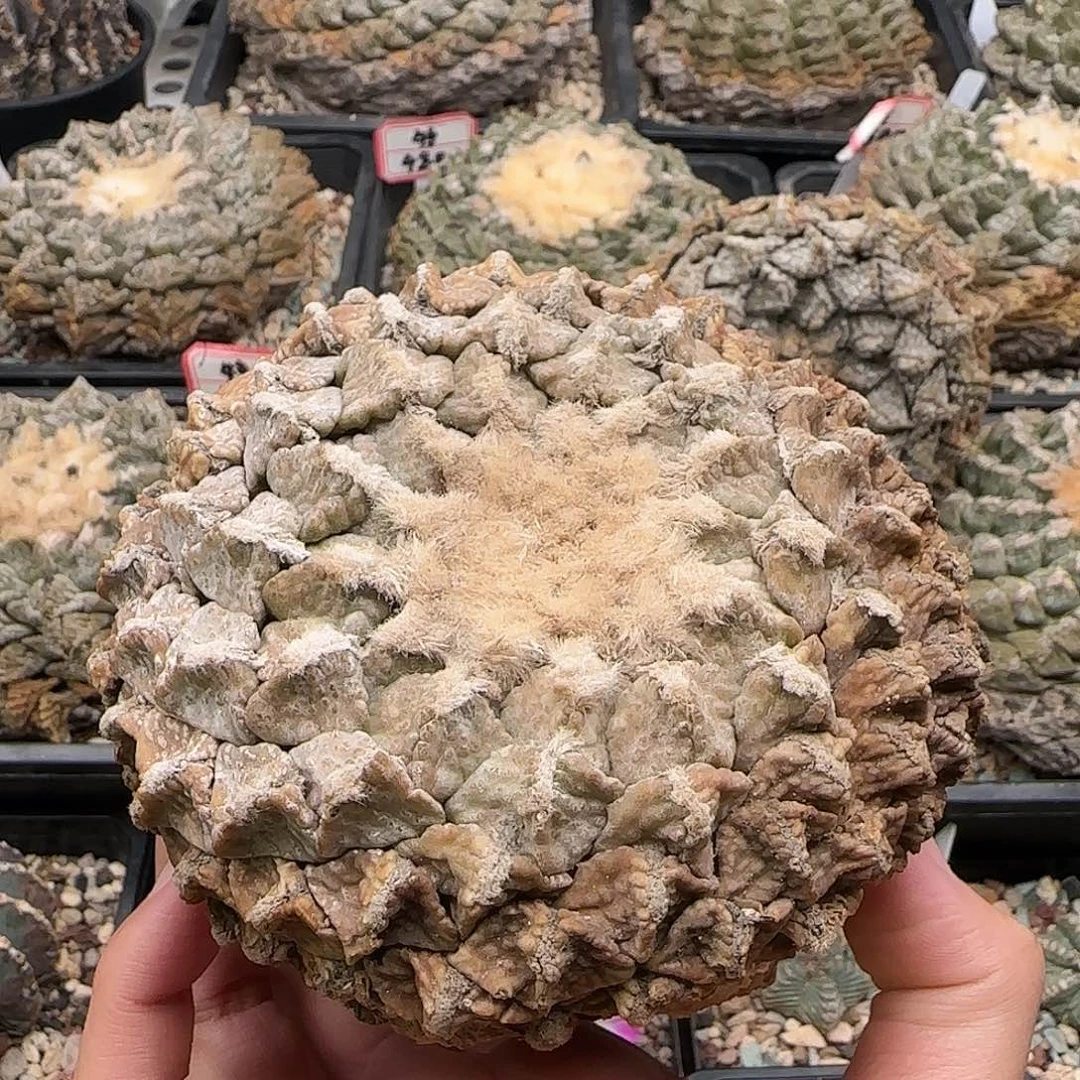 连山牡丹11111111111111111