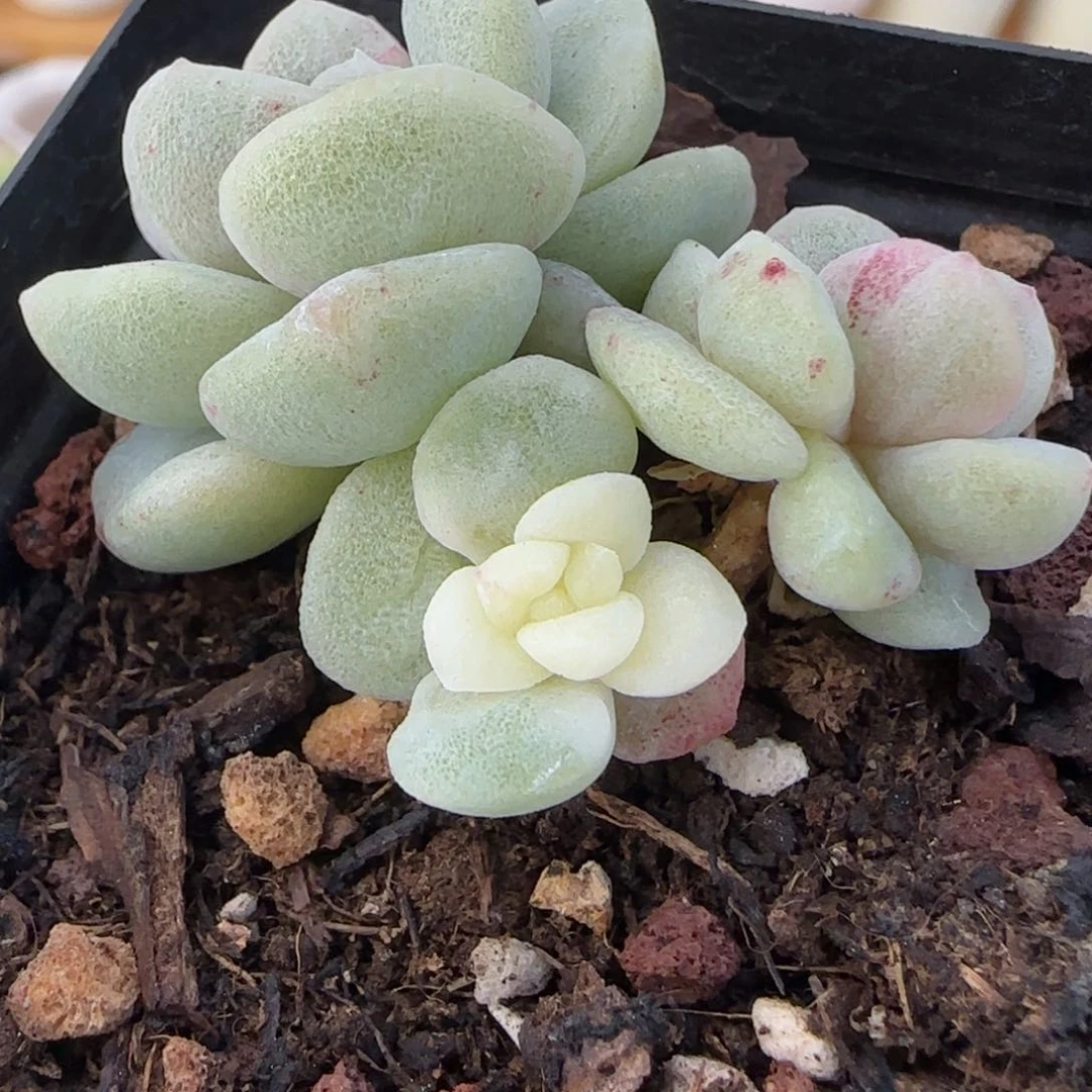 雪*花雪莲花专拍冰玉石化锦