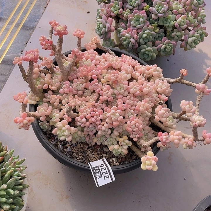 樱花罗琦2226多肉植物