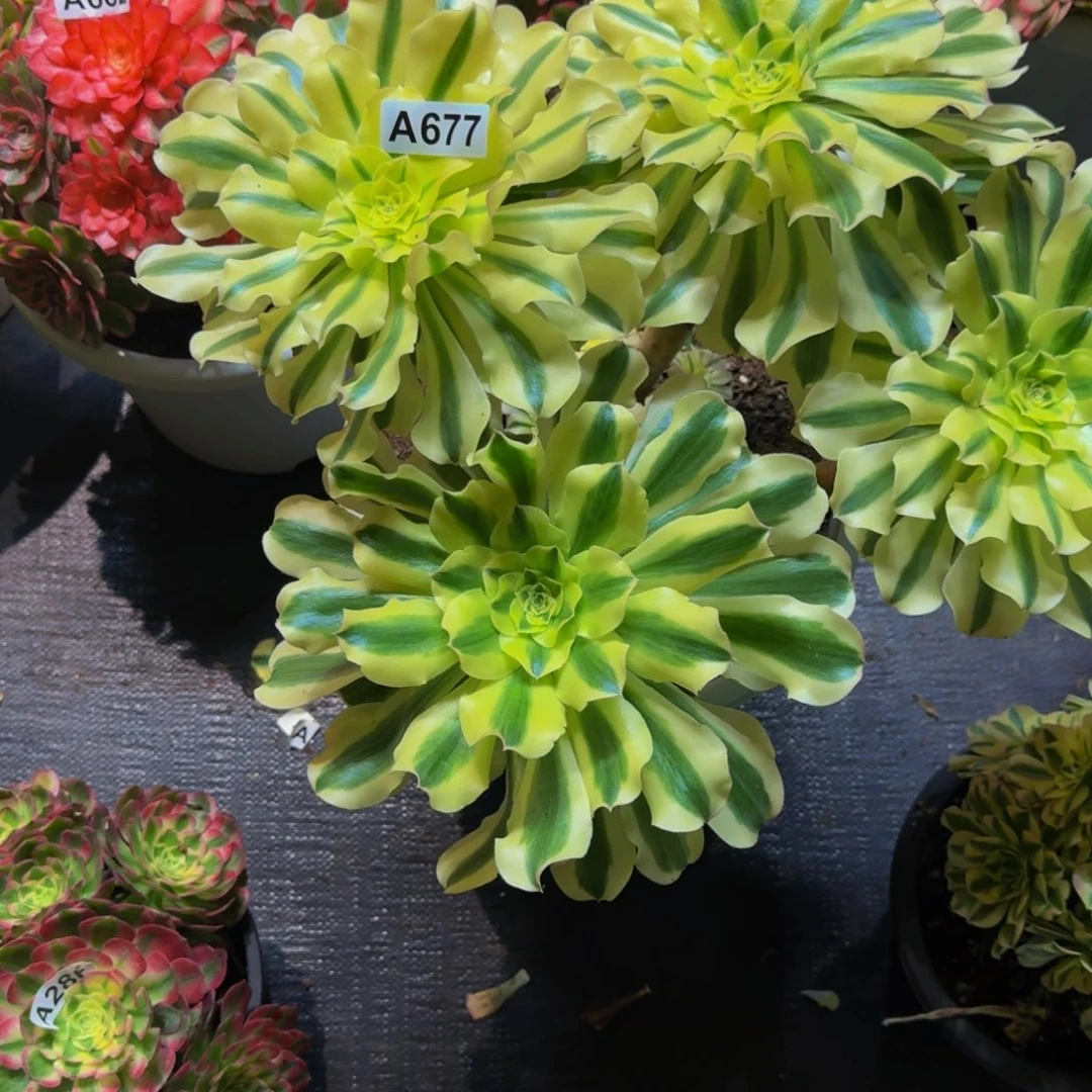 国***果677多肉植物法师号