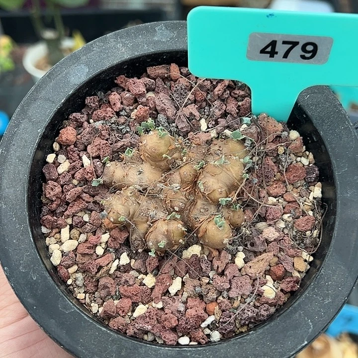 格加厚敦菊多肉植物