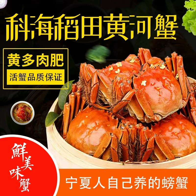 科海黄河蟹 大闸蟹 香草捆绑【2.8-3.3两公蟹6只】 银川顺丰同城急送