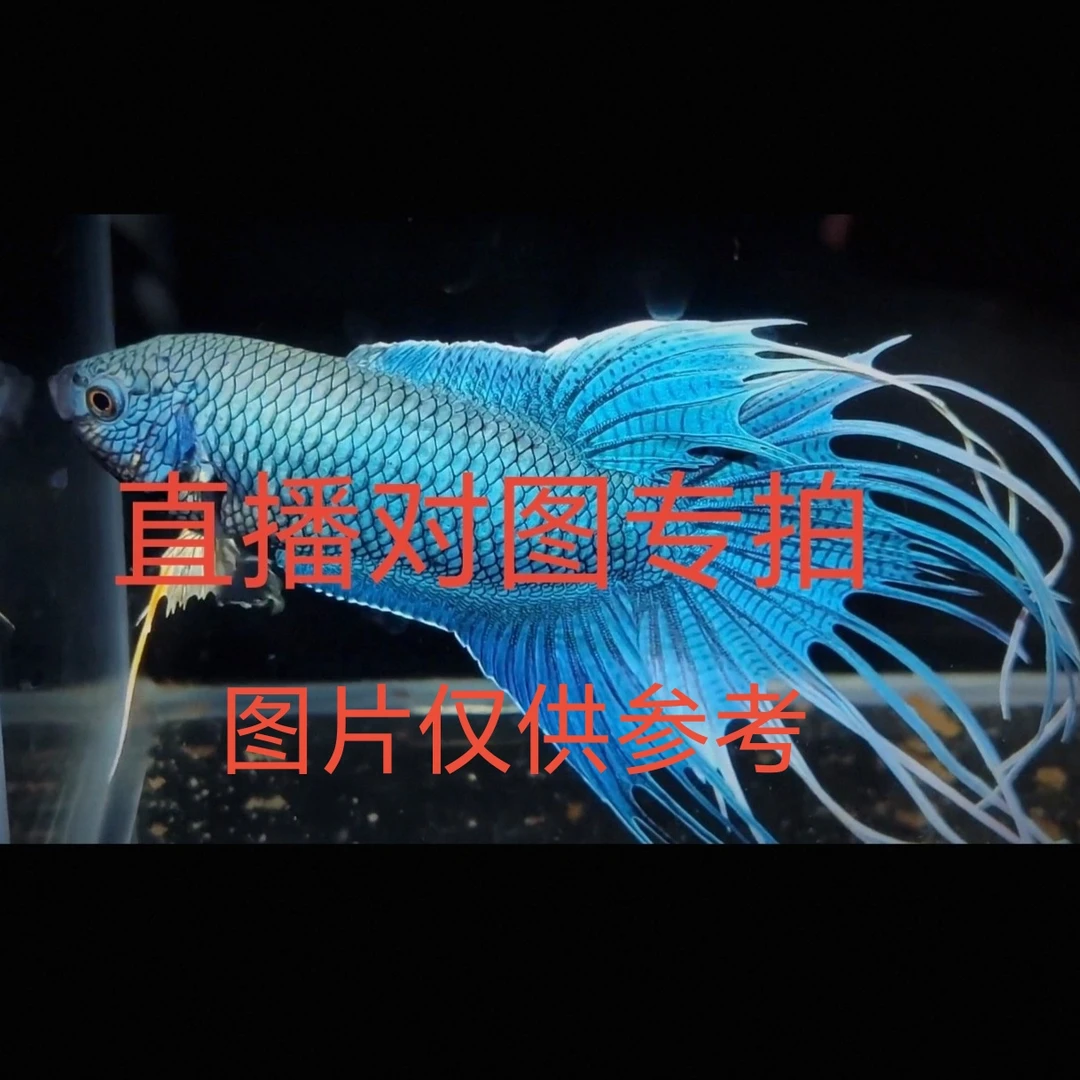 直播间一物一拍中国斗鱼活体冷水淡水观赏鱼耐活免打氧免加温