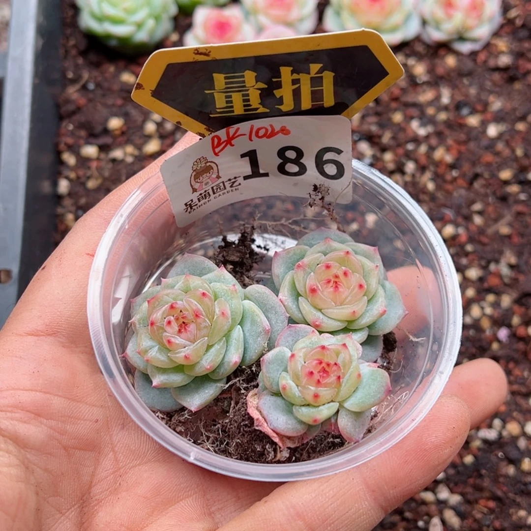 多肉植物多肉植物