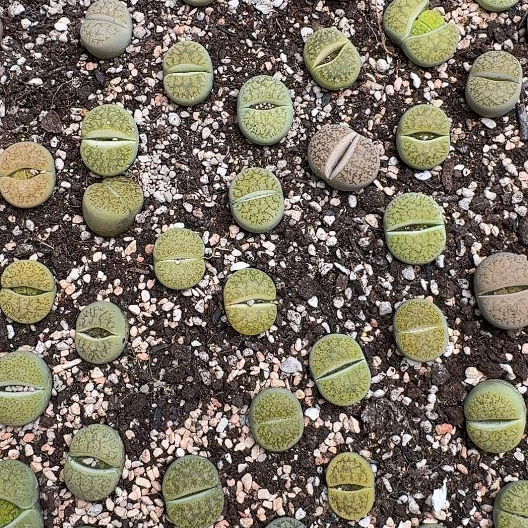 绿一箭之遥4-10一颗联系主播挑