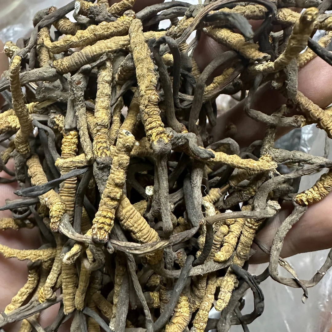 【自用小断草】正品青海头茬头期正宗大草精选20克