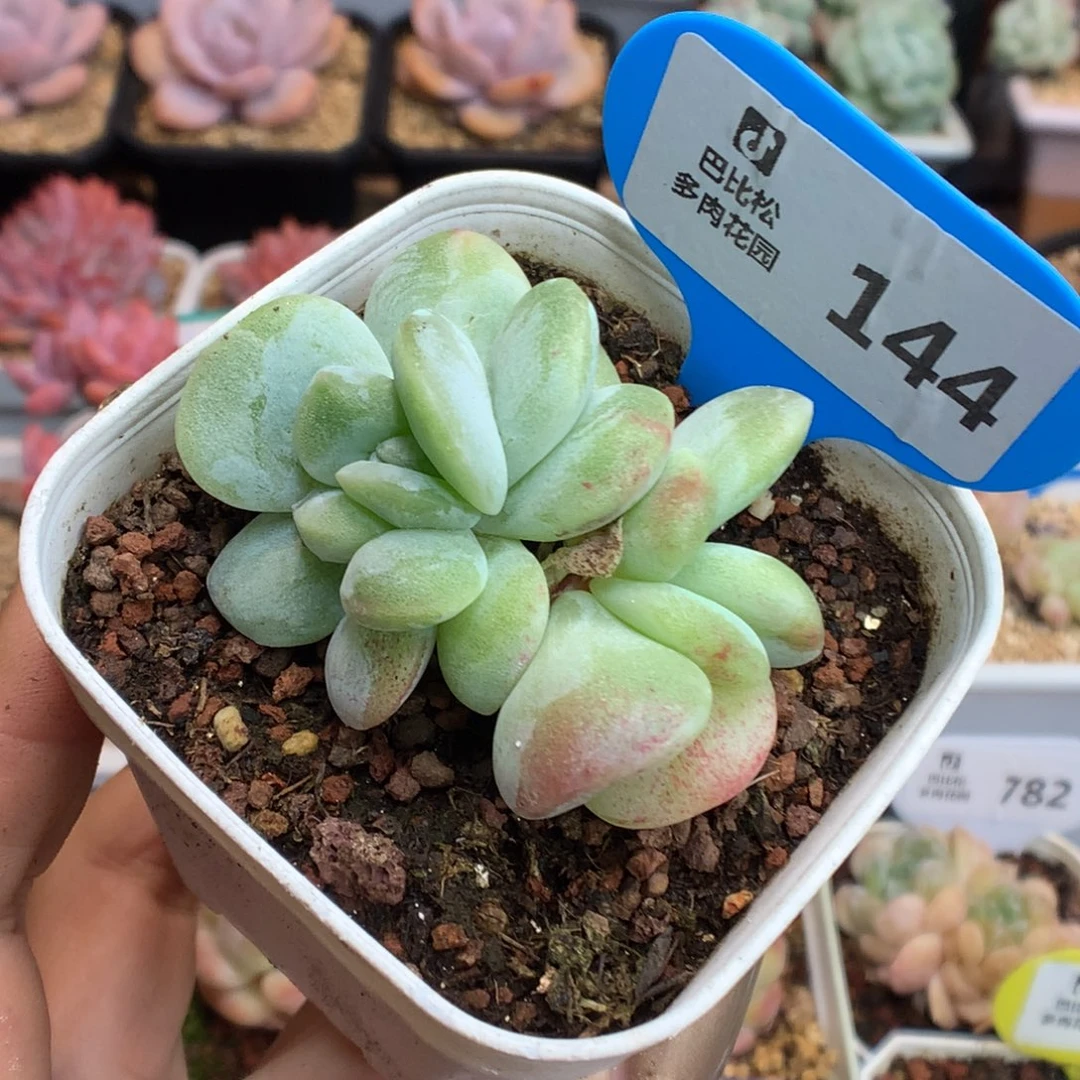 144双头冰玉石化灭心
