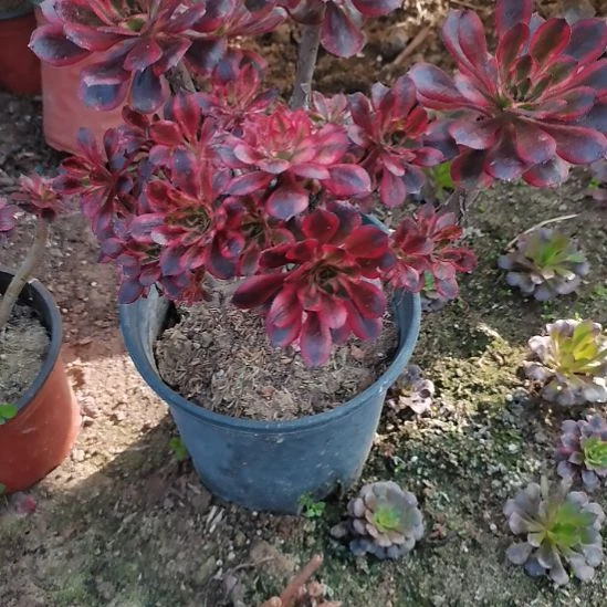 香奈儿多肉法师多肉法师1