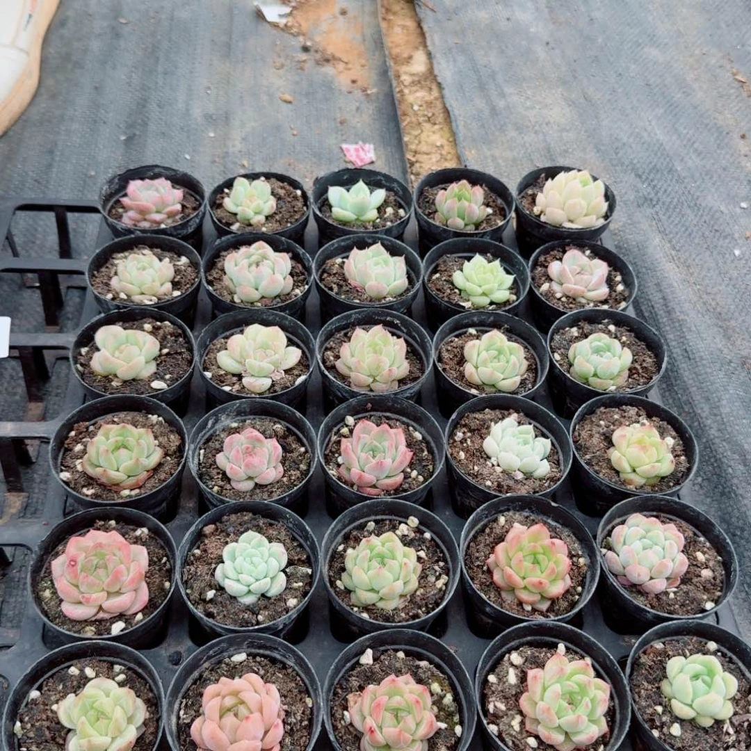 美尼糖心珍妮三十颗量拍17-17