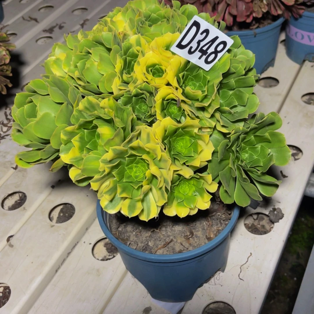 五色琉璃7//41包邮