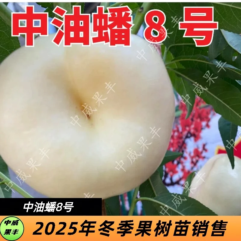 中威果丰中油蟠8号6月中旬成熟挂树期长 果肉纯白 建议套袋栽培