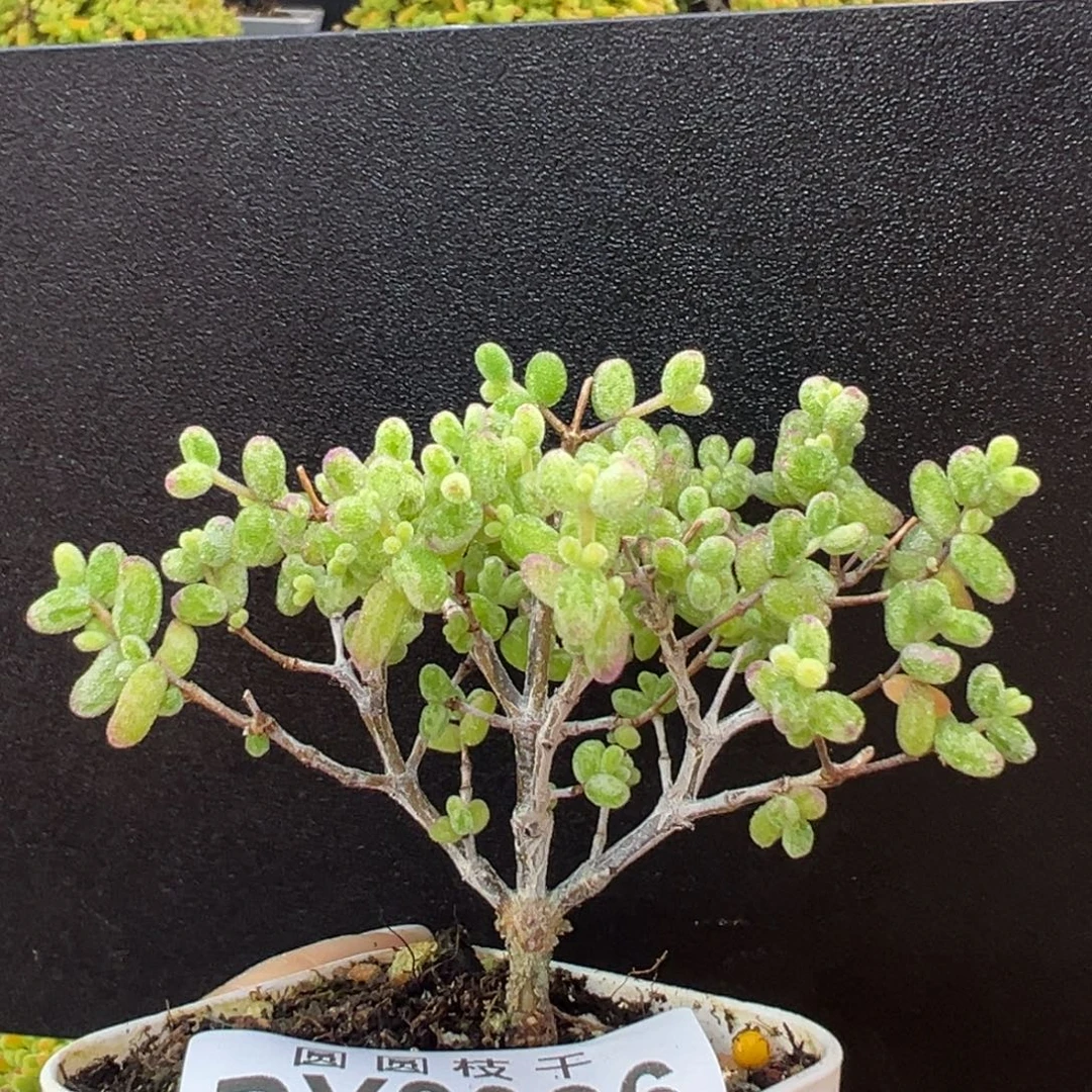 dy3936直杆糖球白糊斑锦冠幅7cm