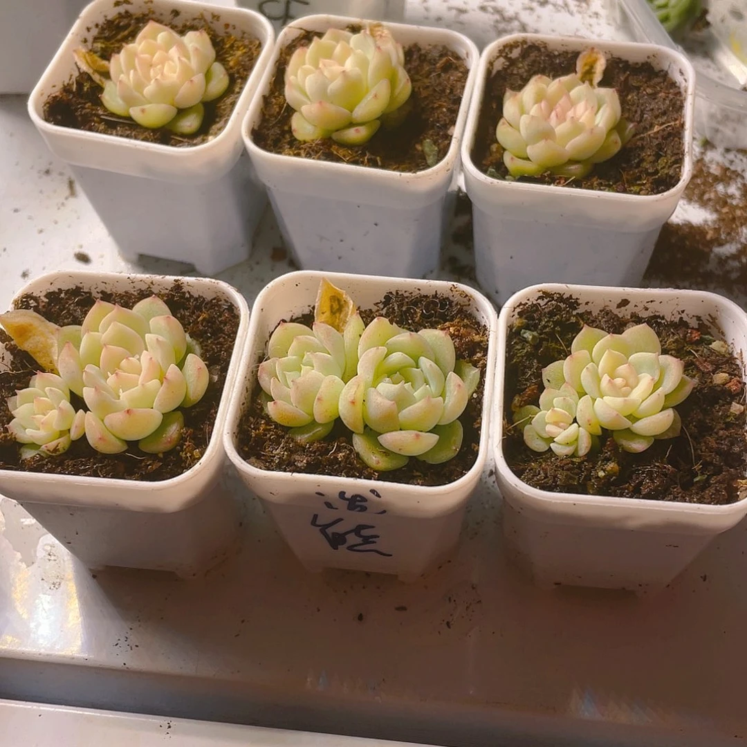 泼天财富双头盆一个满25包邮