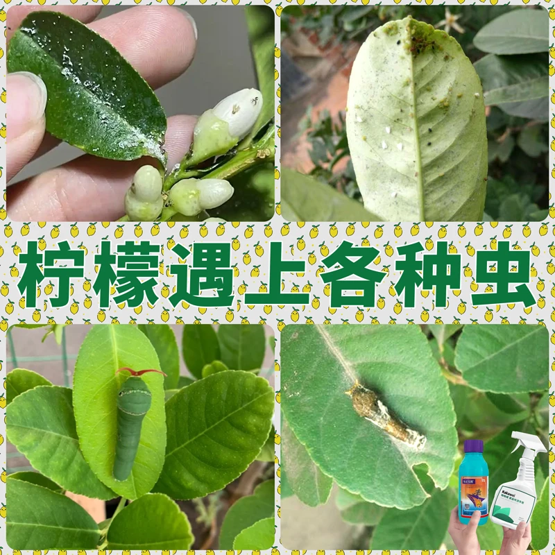 【柠檬向上UPUP小蓝瓶杀虫剂】大肉虫青虫菜粉蝶小绿虫蚜虫杀虫剂