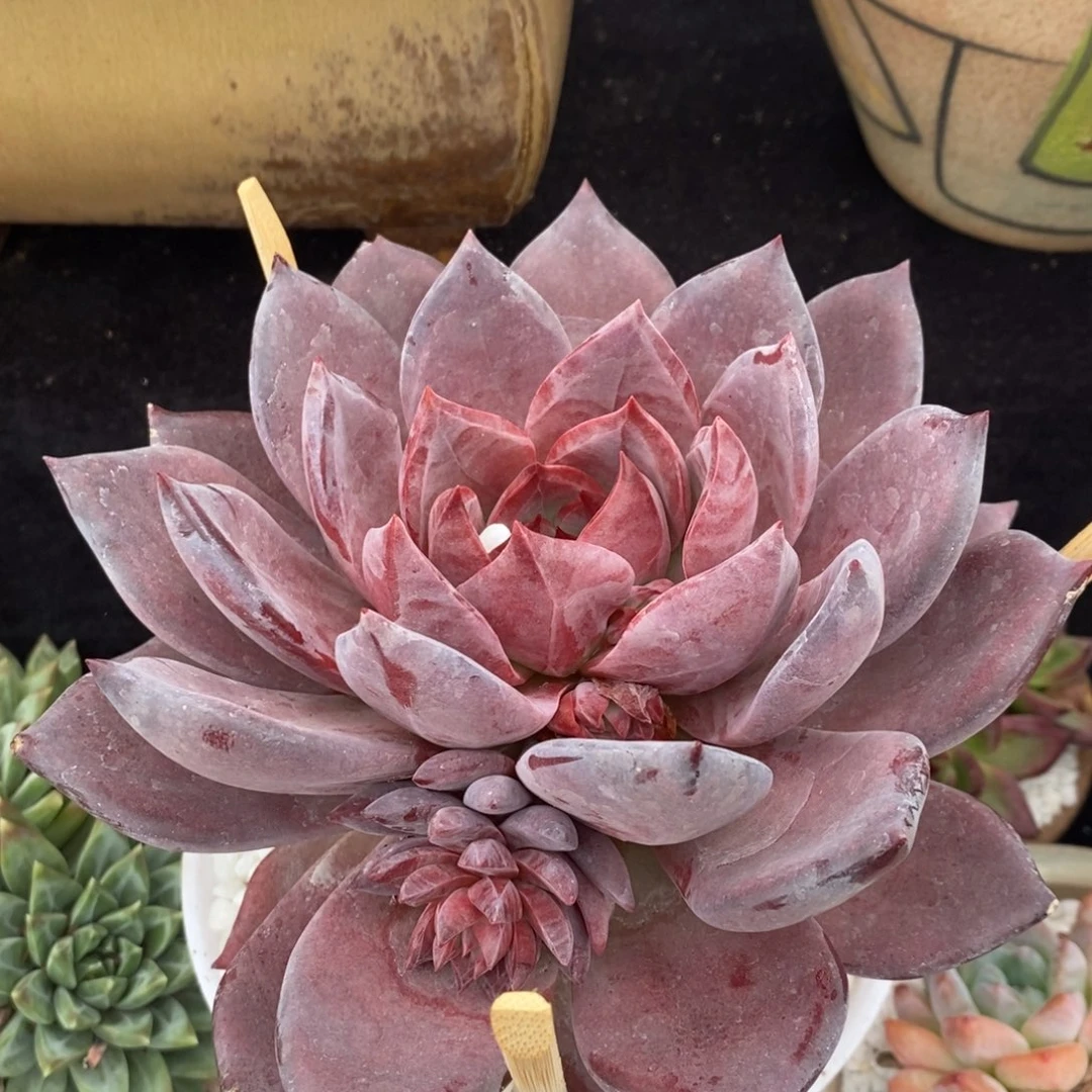 红唐卡多肉植物盆栽