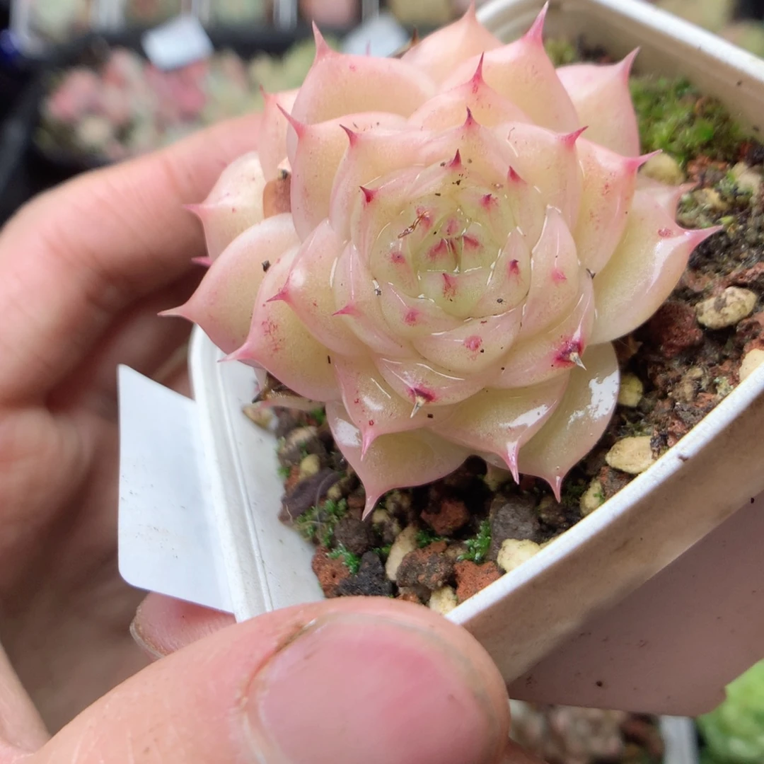 无花朵W16 yyyyyyyy