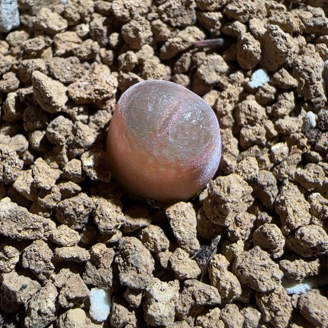 肉锥多肉植物组合-10km风铃303