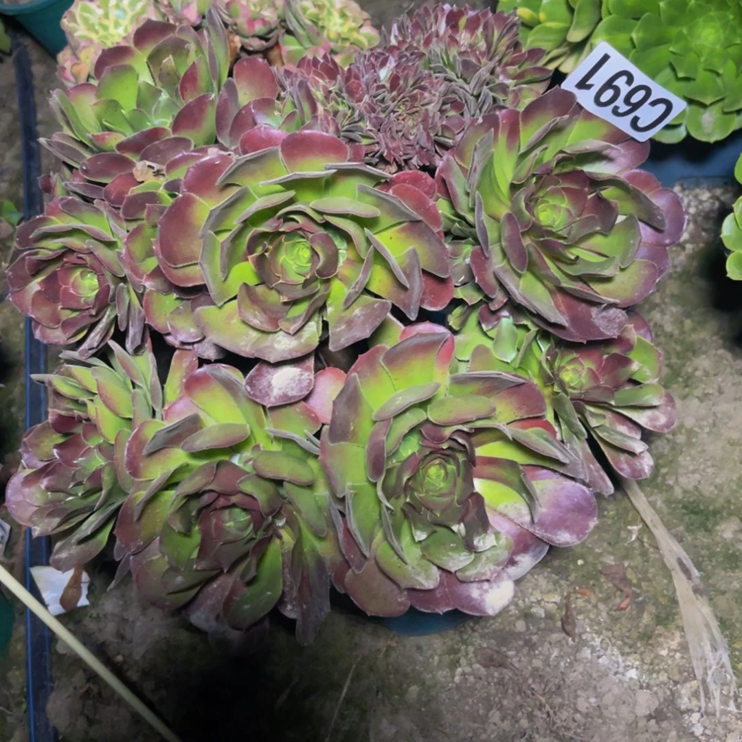 荷兰法师26///////4包邮