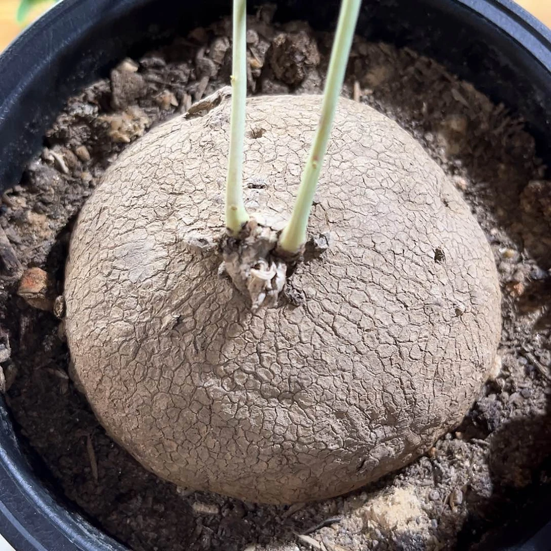 潮流植物 素可泰 9.8公分