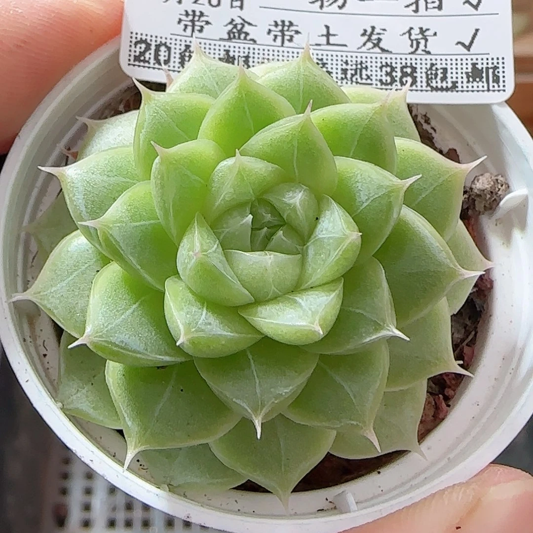 多肉0926--80女王玫瑰