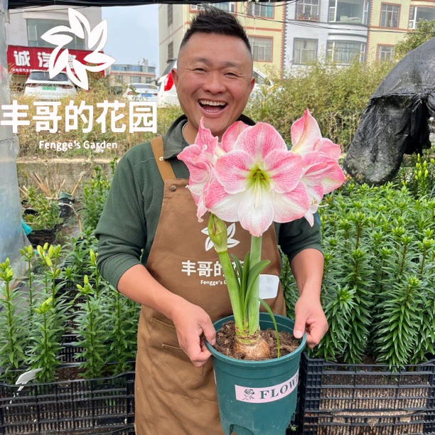 自然球《樱花直径9+》1颗单瓣朱顶红种球裸球发