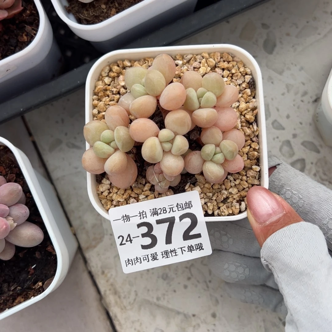 萤火虫多肉多肉多肉多肉