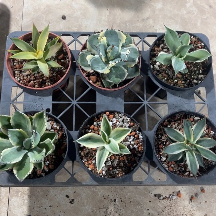 新手福利套餐龙舌兰锦6个一组