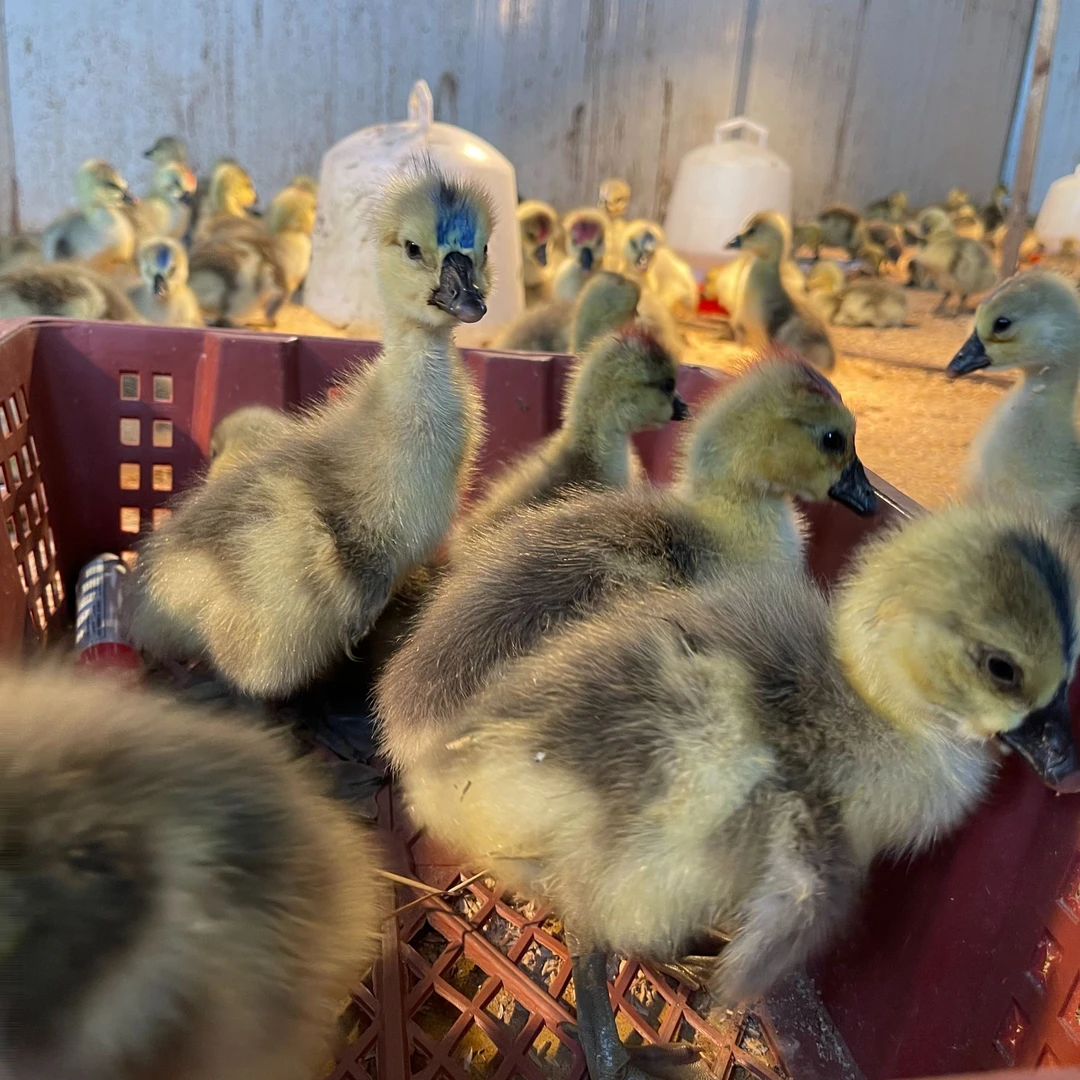 无需保温可散养可爱粘人宠物鸭狮子头