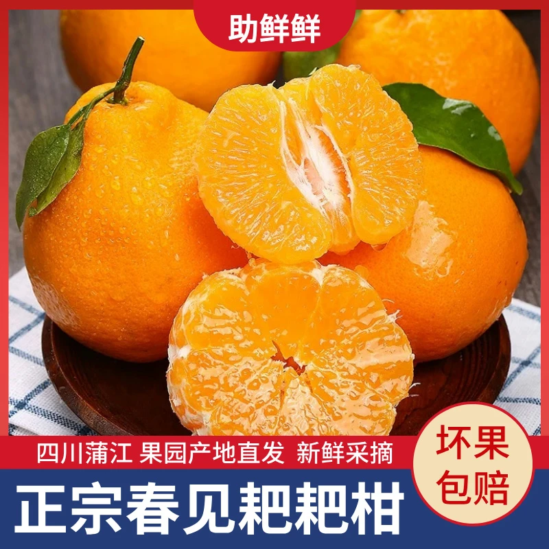 四川春见耙耙柑净重4.5斤新鲜应季现摘水果橘子丑柑桔新鲜水果