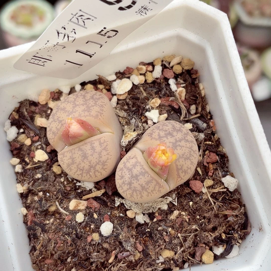 生石花满18包邮1115-98