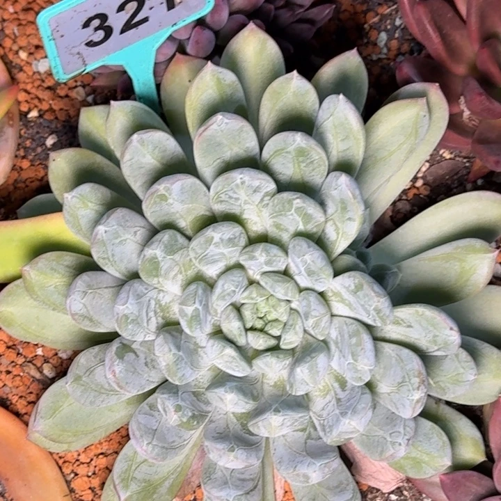 多肉植物百搭翡翠321