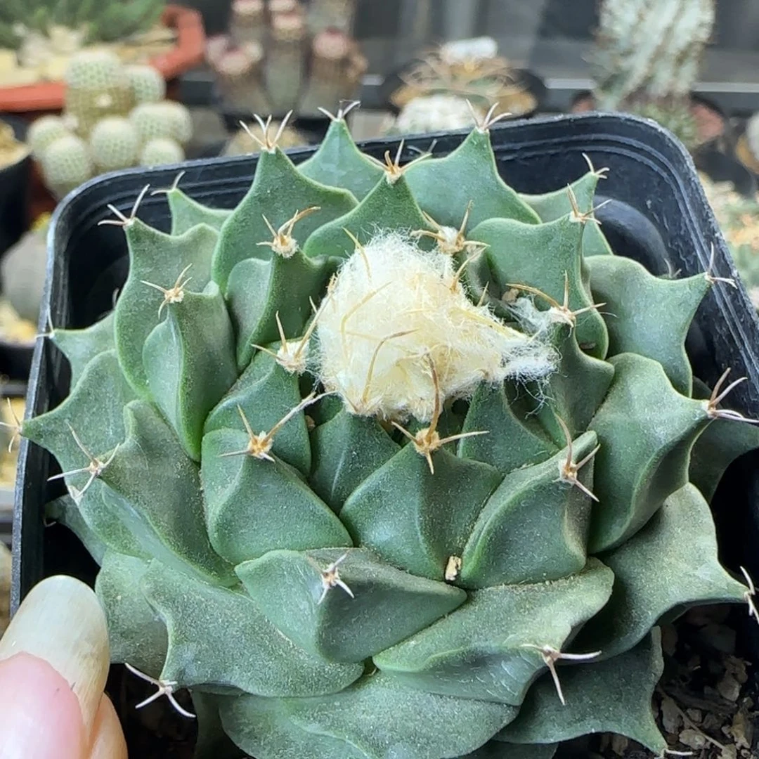 12实生帝冠多肉6.9厘米