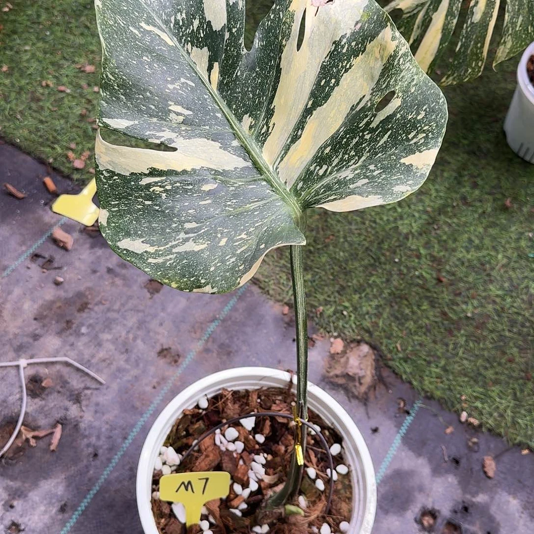 无花朵泰版焦糖一叶一芽m7