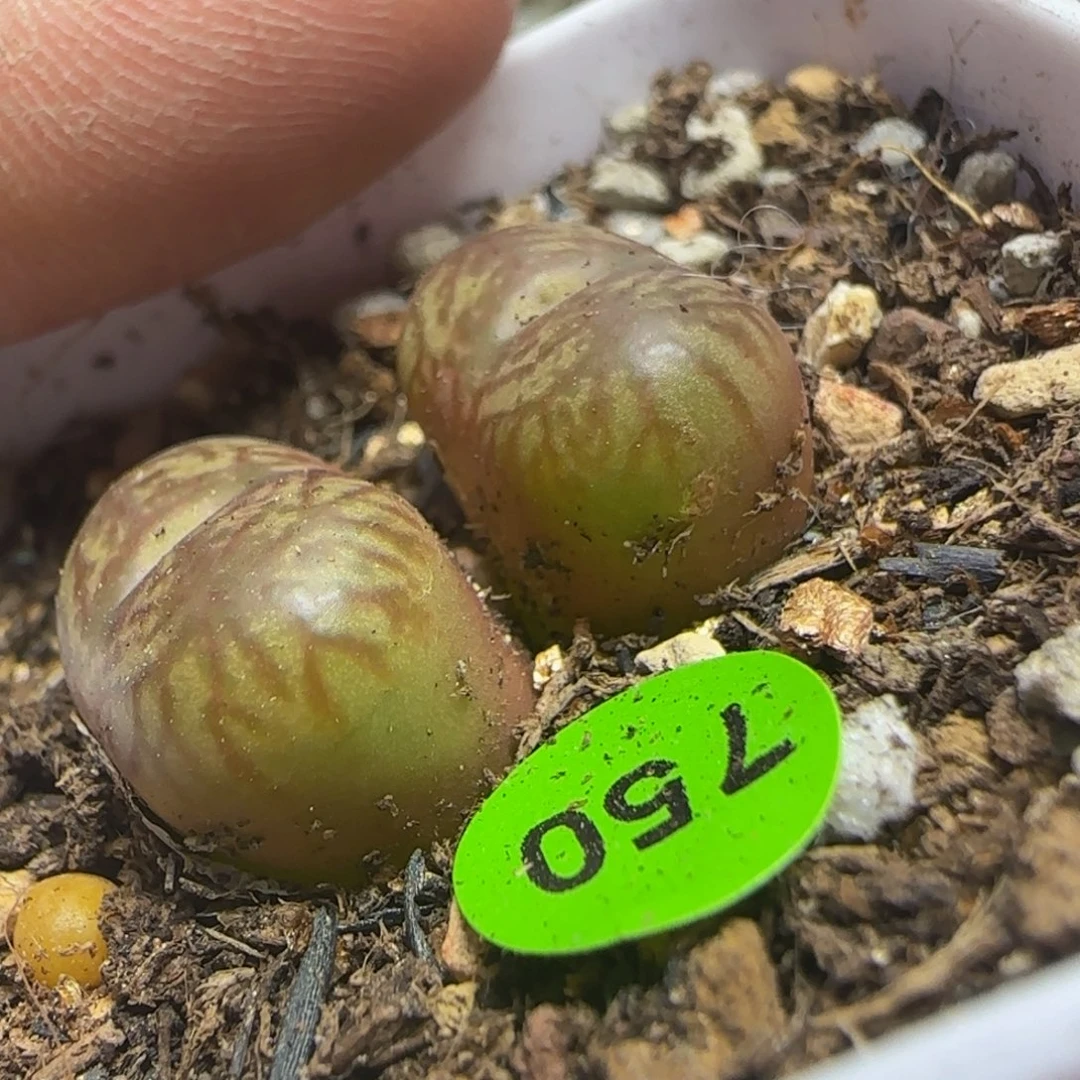 杂交漂亮多肉植物750