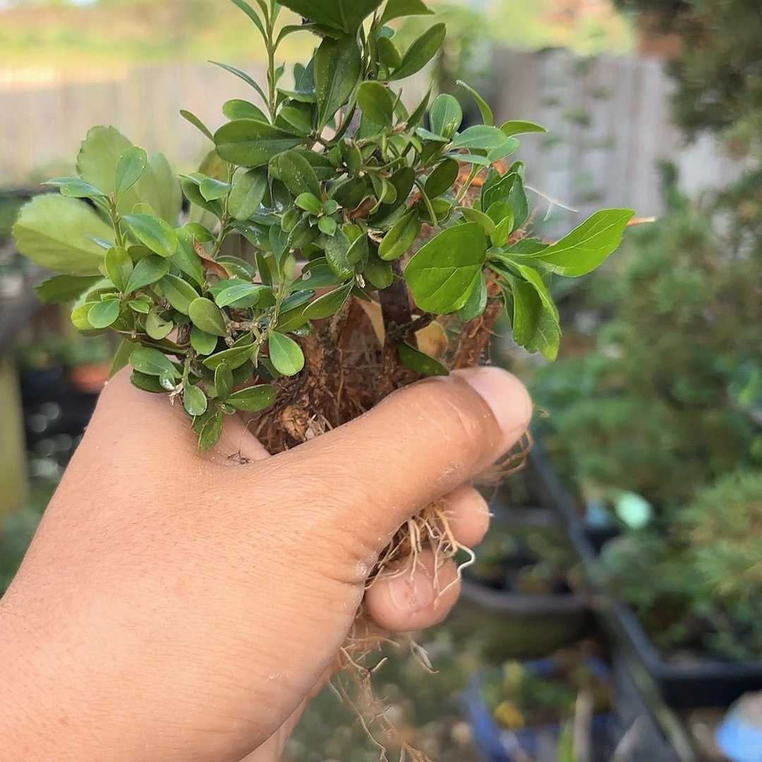 完全开放小苗组合，香枫，菊花，黄杨
