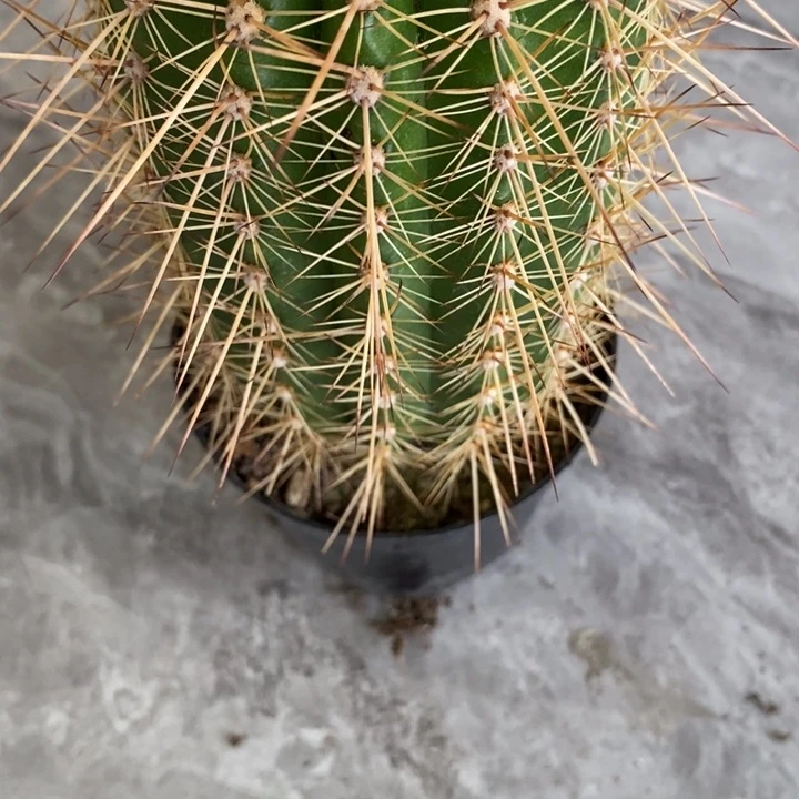 粉桃精灵毛花柱 大花