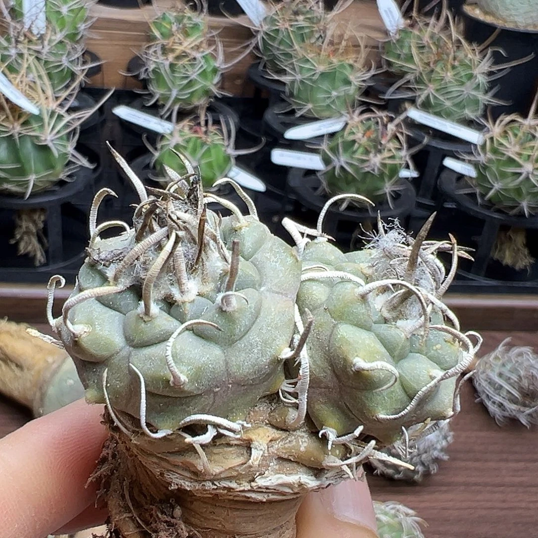 7555娇丽实生仙人球