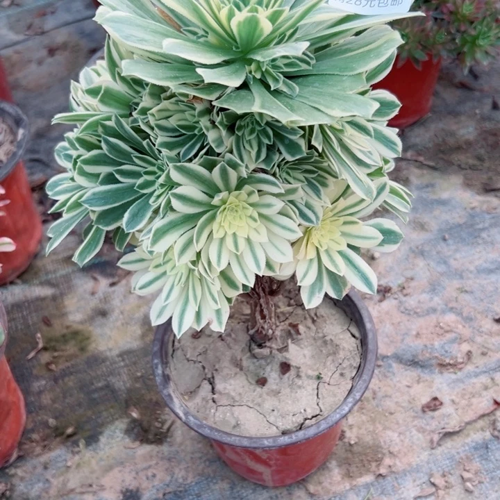 74碧玉多肉植物的