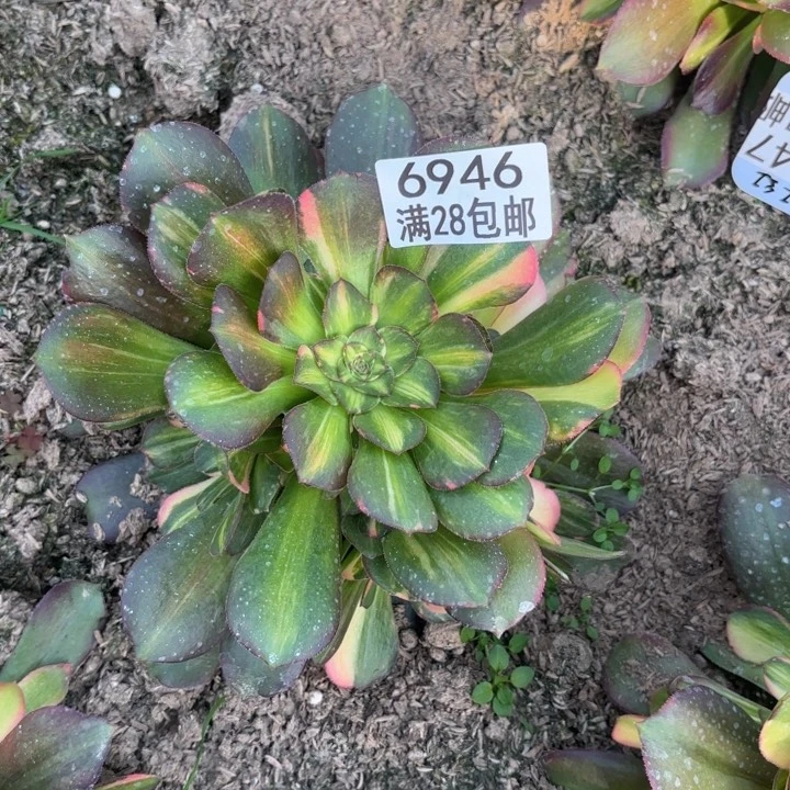 A.  6946七彩拉丝多肉