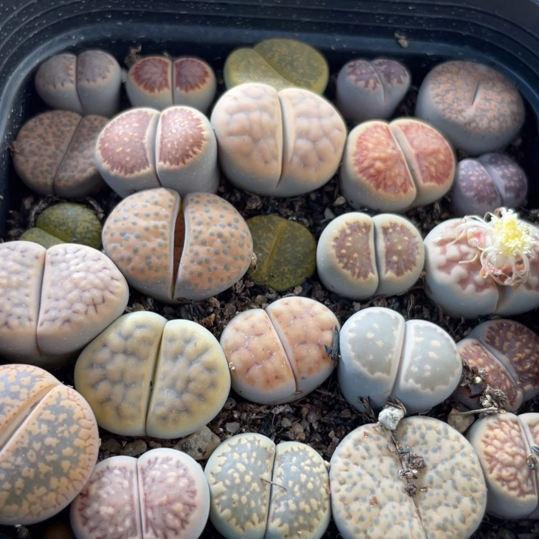 大盆特价一件包邮～20